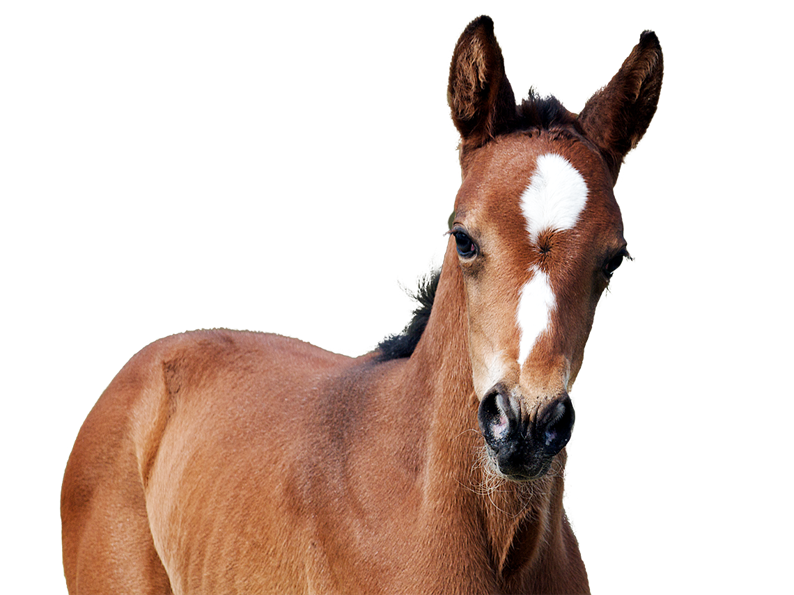 Foal elevage